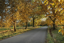 Obnova aleje v místní části Otradice: Vysazeno bylo 32 nových stromů